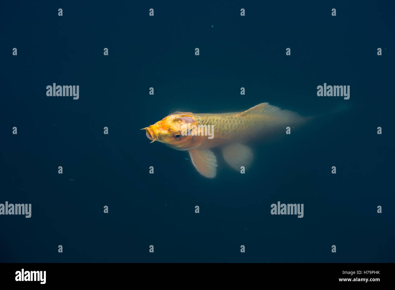 Un arancio pesce Koi emerge dalle oscure profondità. Foto Stock