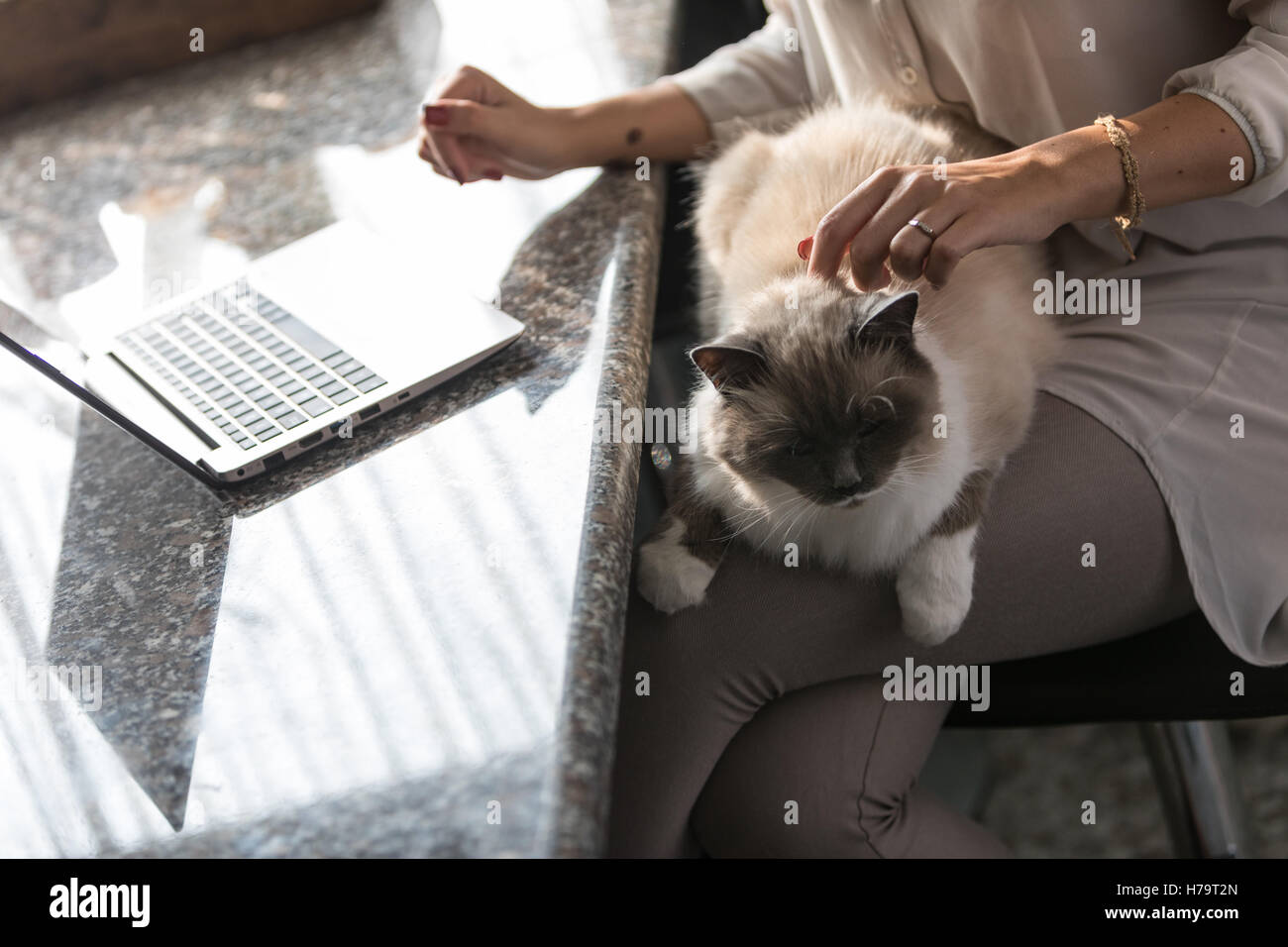 Grande cat rilassante per i suoi proprietari giro come lei accarezza la sua pelliccia setosa mentre si lavora a un tavolo a casa su un computer portatile Foto Stock