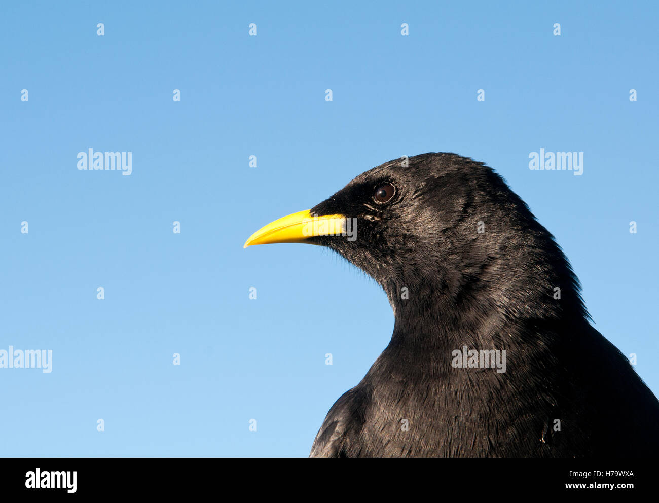 Gracchio alpino, Pyrrhocorax graculus ritratto Foto Stock
