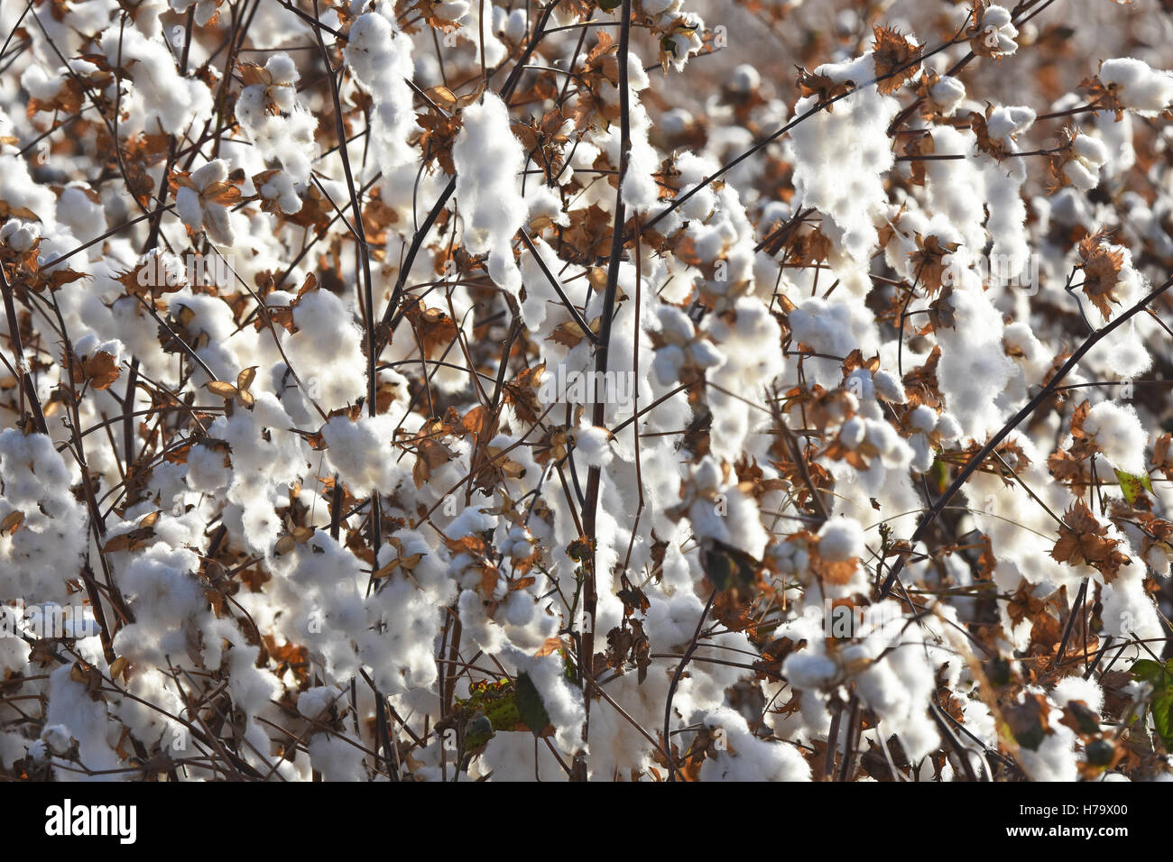 Piante di cotone - campo in Israele Foto Stock