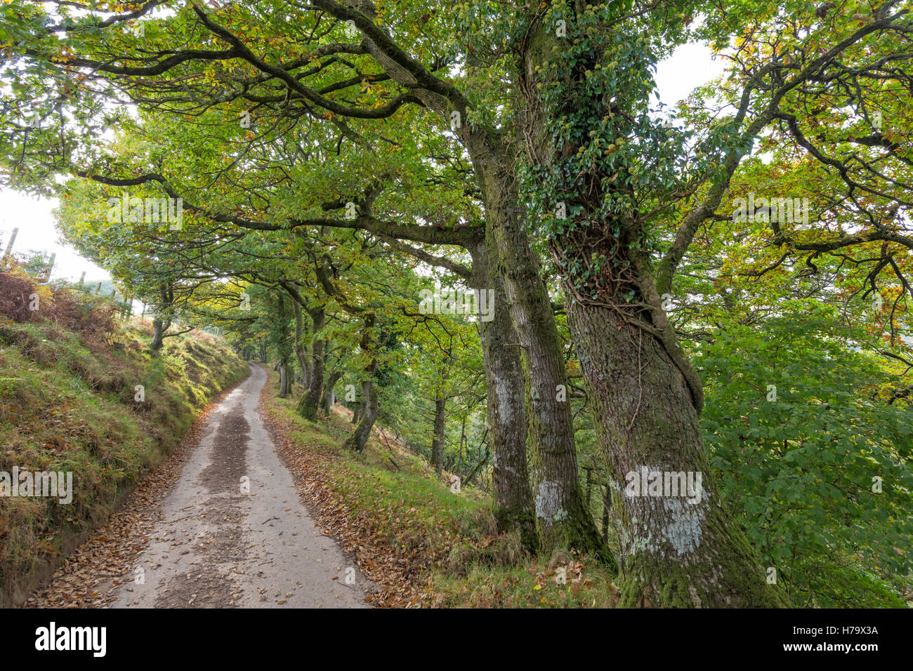 Un paese di Exmoor lane, Parco Nazionale di Exmoor, Somerset, Inghilterra, Regno Unito Foto Stock