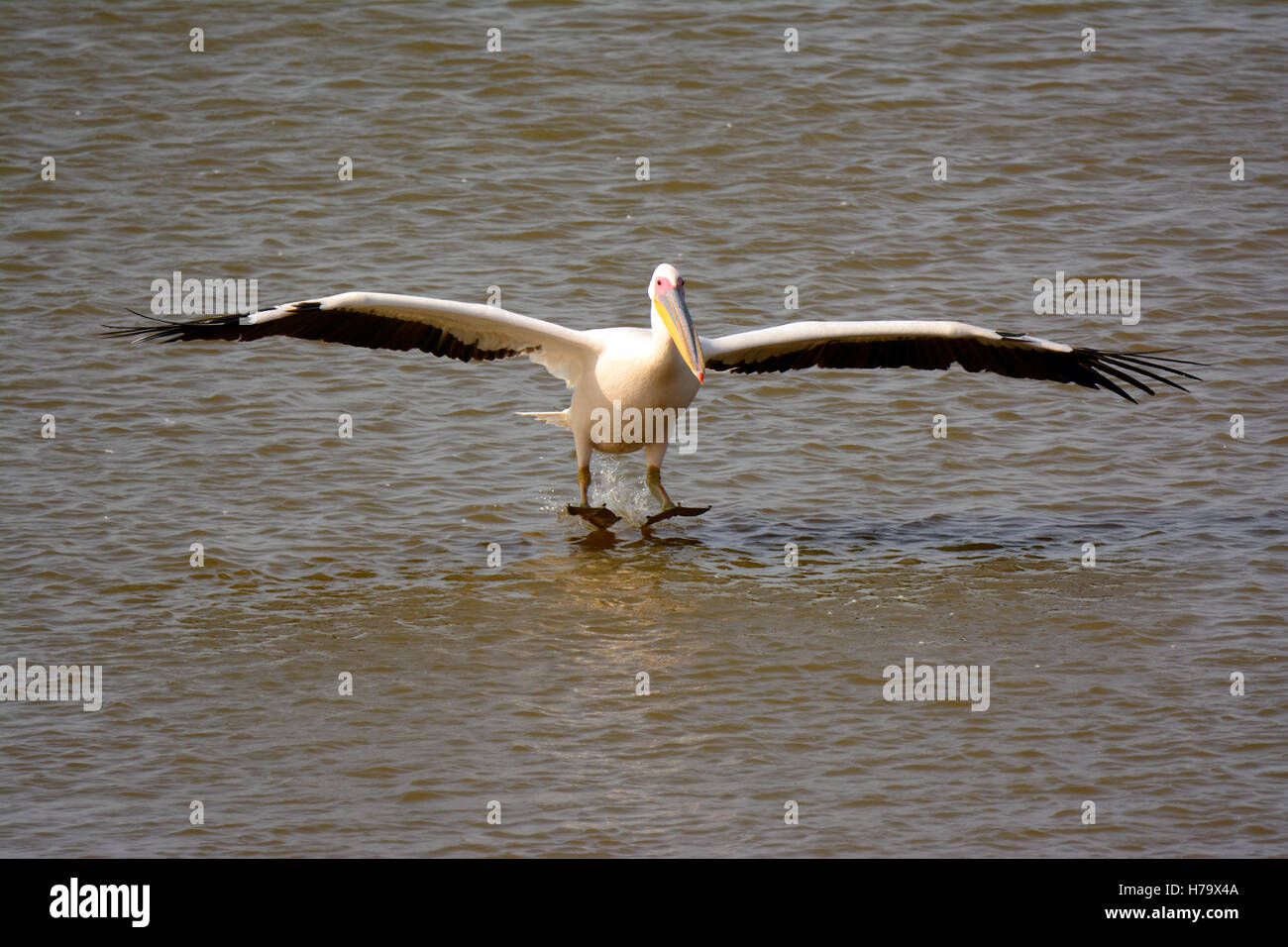 Great White Pelican, lo sbarco in un lago Foto Stock