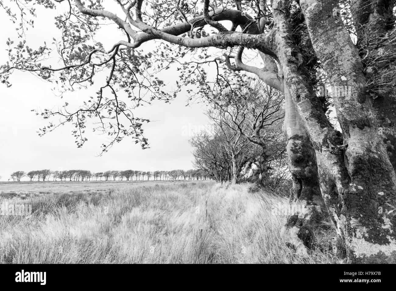 Porlock comune in monocromatico, Parco Nazionale di Exmoor, Somerset, Inghilterra, Regno Unito Foto Stock