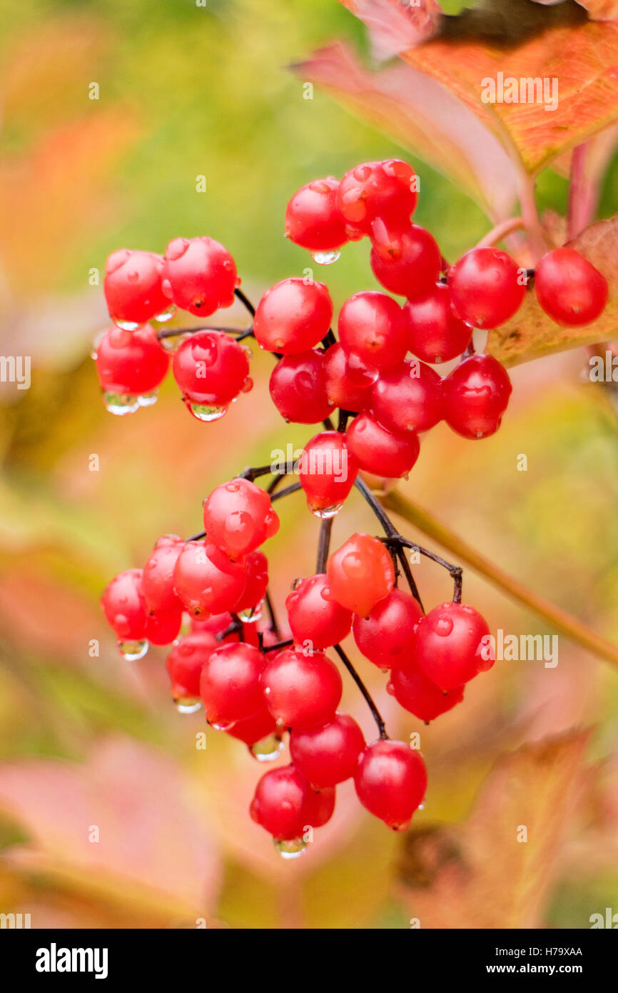 Viburno rose autunno bacche (Viburnum opulus), Inghilterra, Regno Unito Foto Stock