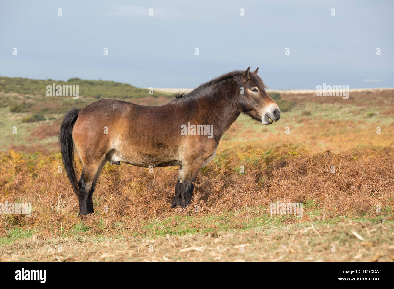 Exmoor pony, parco Nazionale di Exmoor, Somerset, Inghilterra, Regno Unito Foto Stock