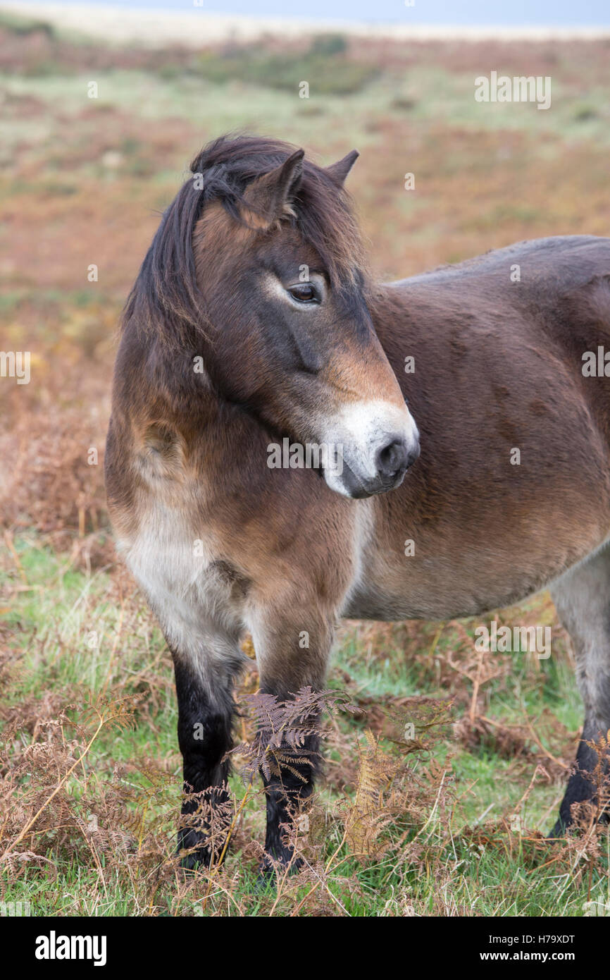Exmoor pony, parco Nazionale di Exmoor, Somerset, Inghilterra, Regno Unito Foto Stock