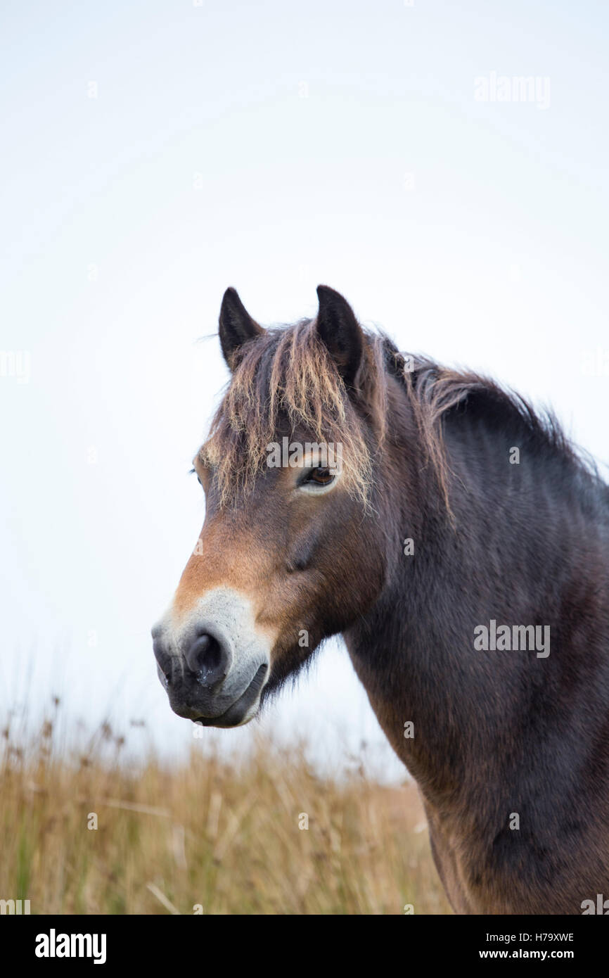 Exmoor pony, parco Nazionale di Exmoor, Somerset, Inghilterra, Regno Unito Foto Stock