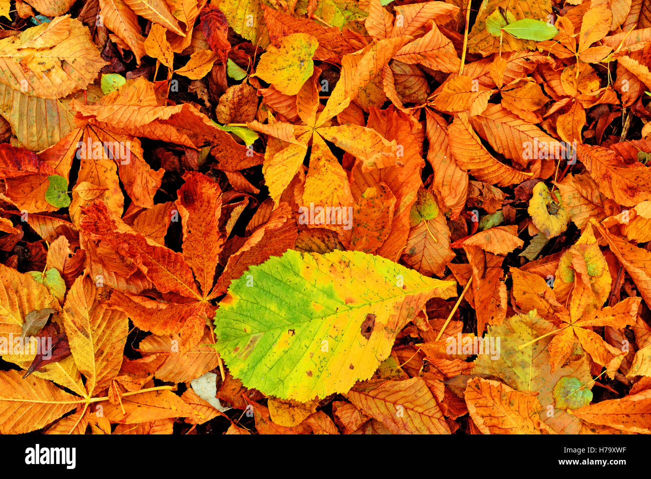Autunno forest floor Foto Stock