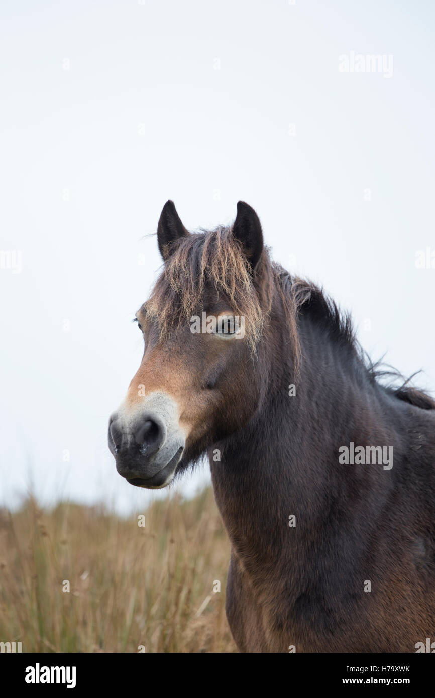 Exmoor pony, parco Nazionale di Exmoor, Somerset, Inghilterra, Regno Unito Foto Stock