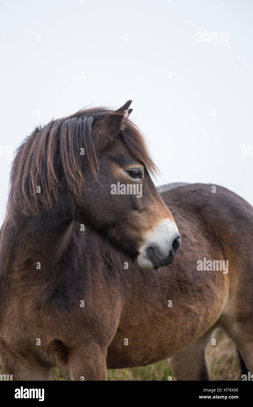 Exmoor pony, parco Nazionale di Exmoor, Somerset, Inghilterra, Regno Unito Foto Stock