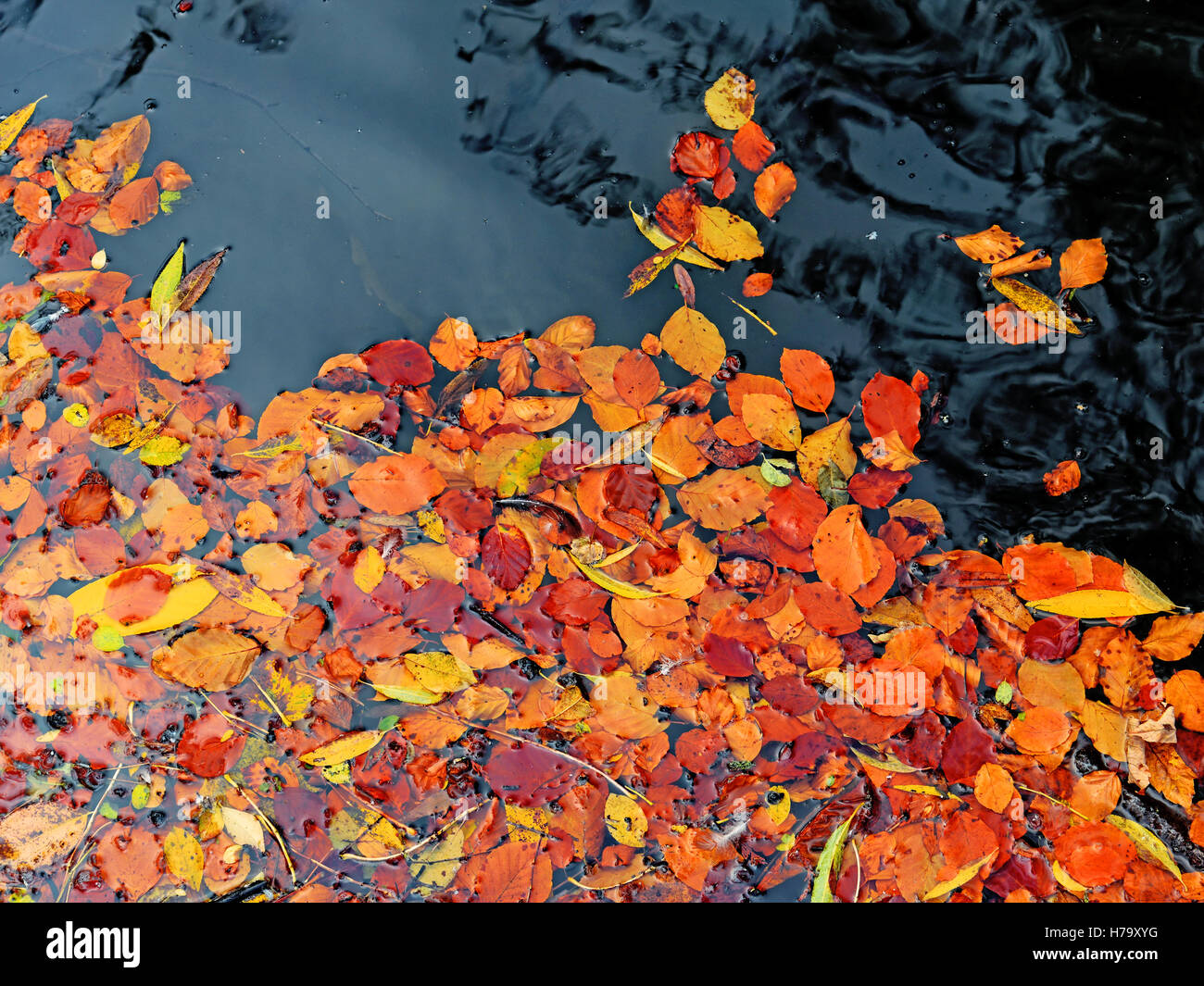 Lakeshore Foglie di autunno Foto Stock