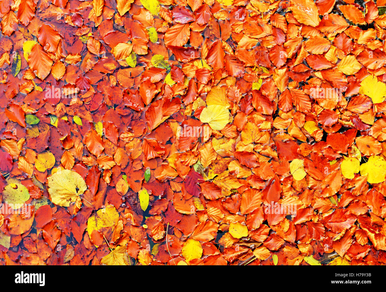 Lakeshore Foglie di autunno Foto Stock