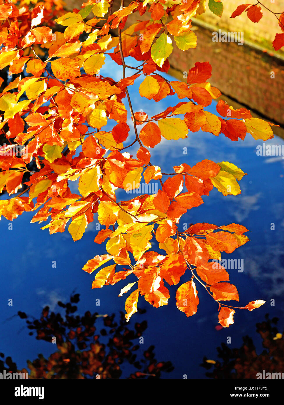 Sun Kissed lakeside Foglie di autunno Foto Stock