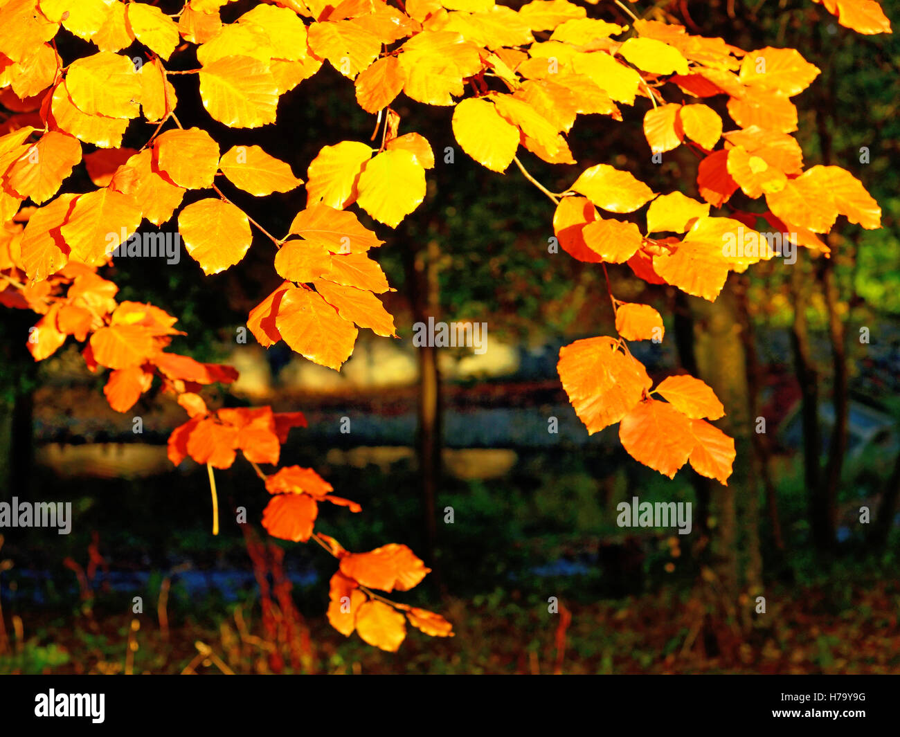 Parco Foglie di autunno Foto Stock