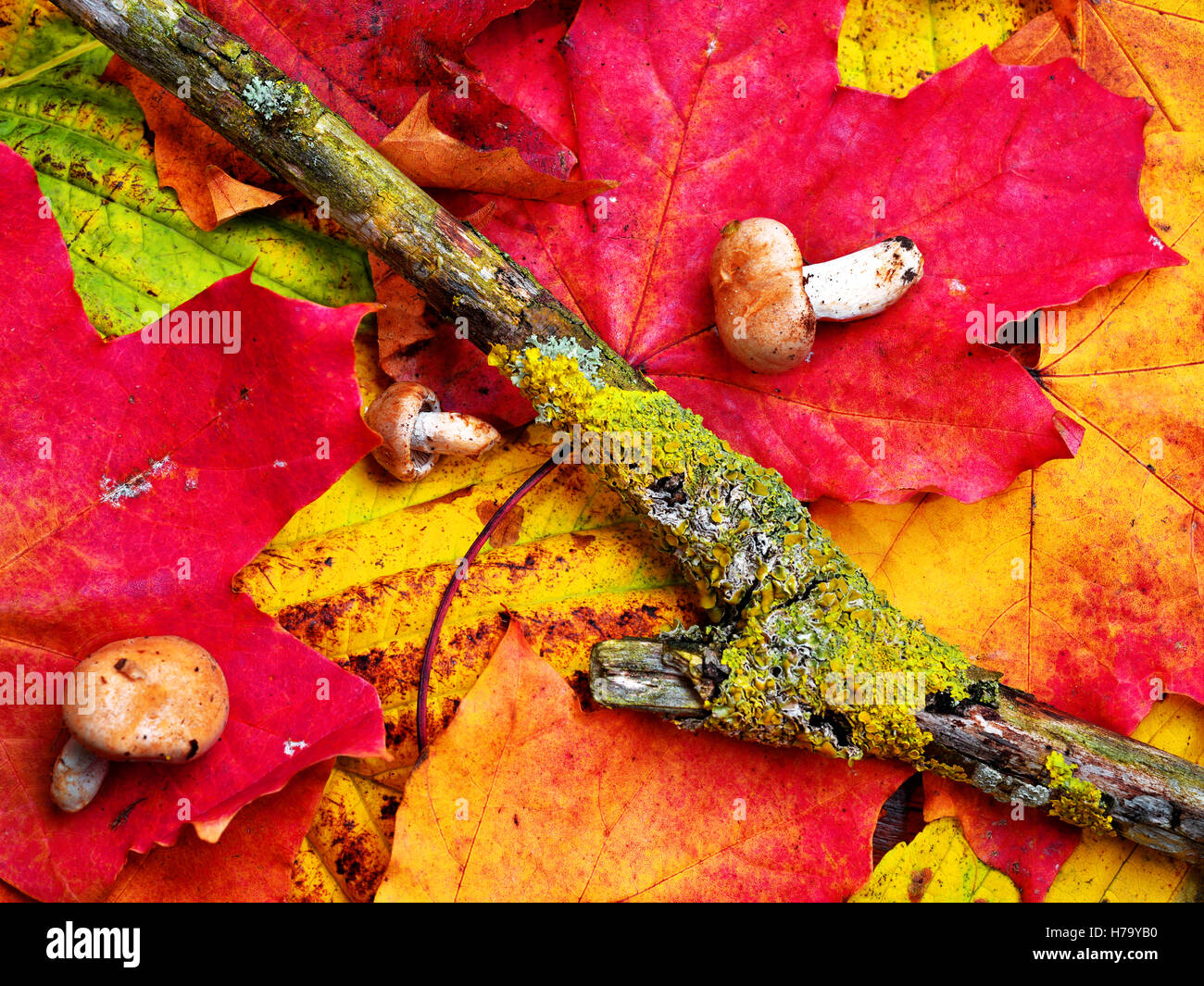 Foglie di autunno e funghi Foto Stock