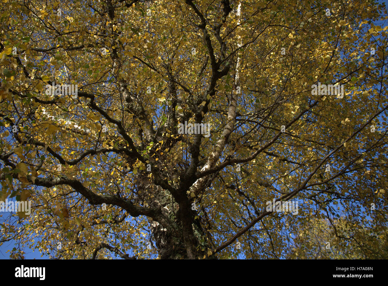 Il fogliame di autunno alberi foglie dorate e schemi di colore Foto Stock