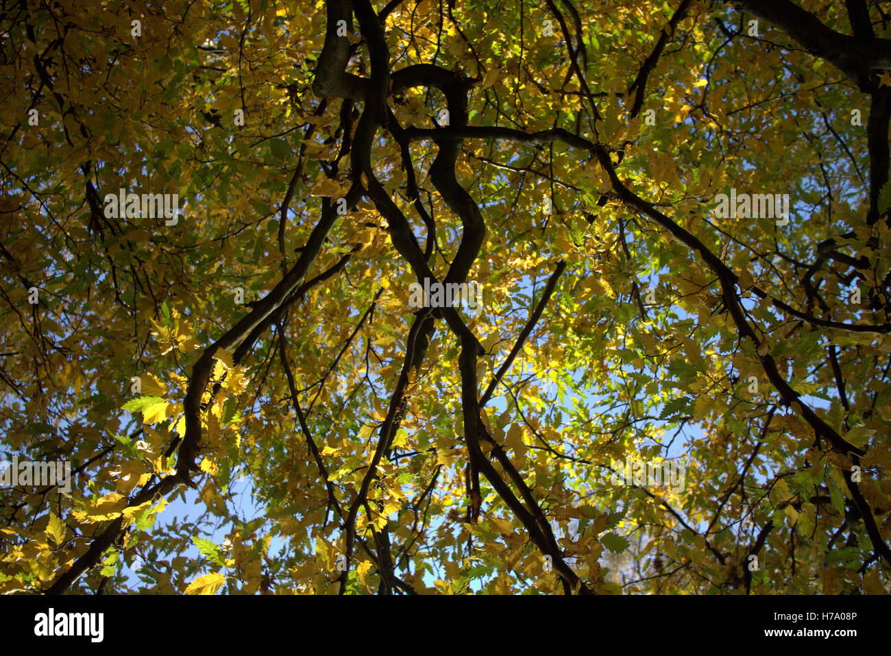 Il fogliame di autunno alberi foglie dorate e schemi di colore Foto Stock