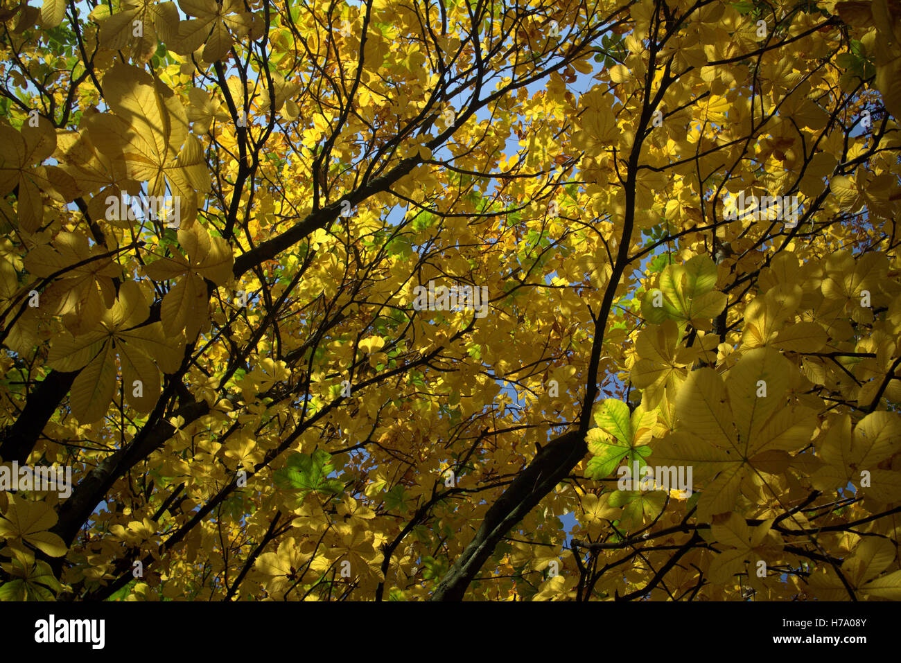 Il fogliame di autunno alberi foglie dorate e schemi di colore Foto Stock