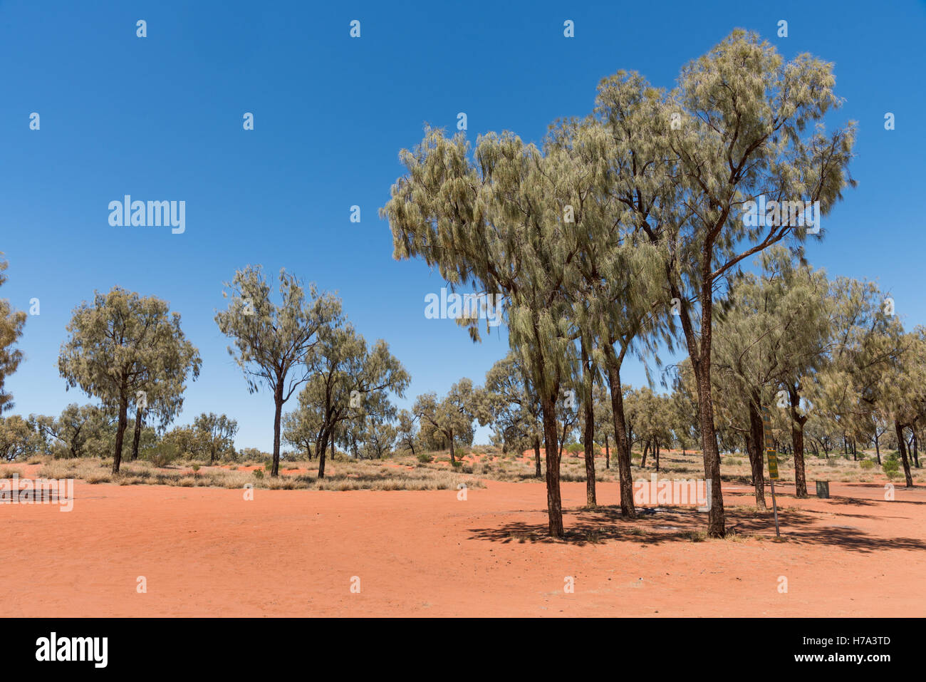 Terra rossa in Australia outback con erba e alberi sullo sfondo Foto Stock