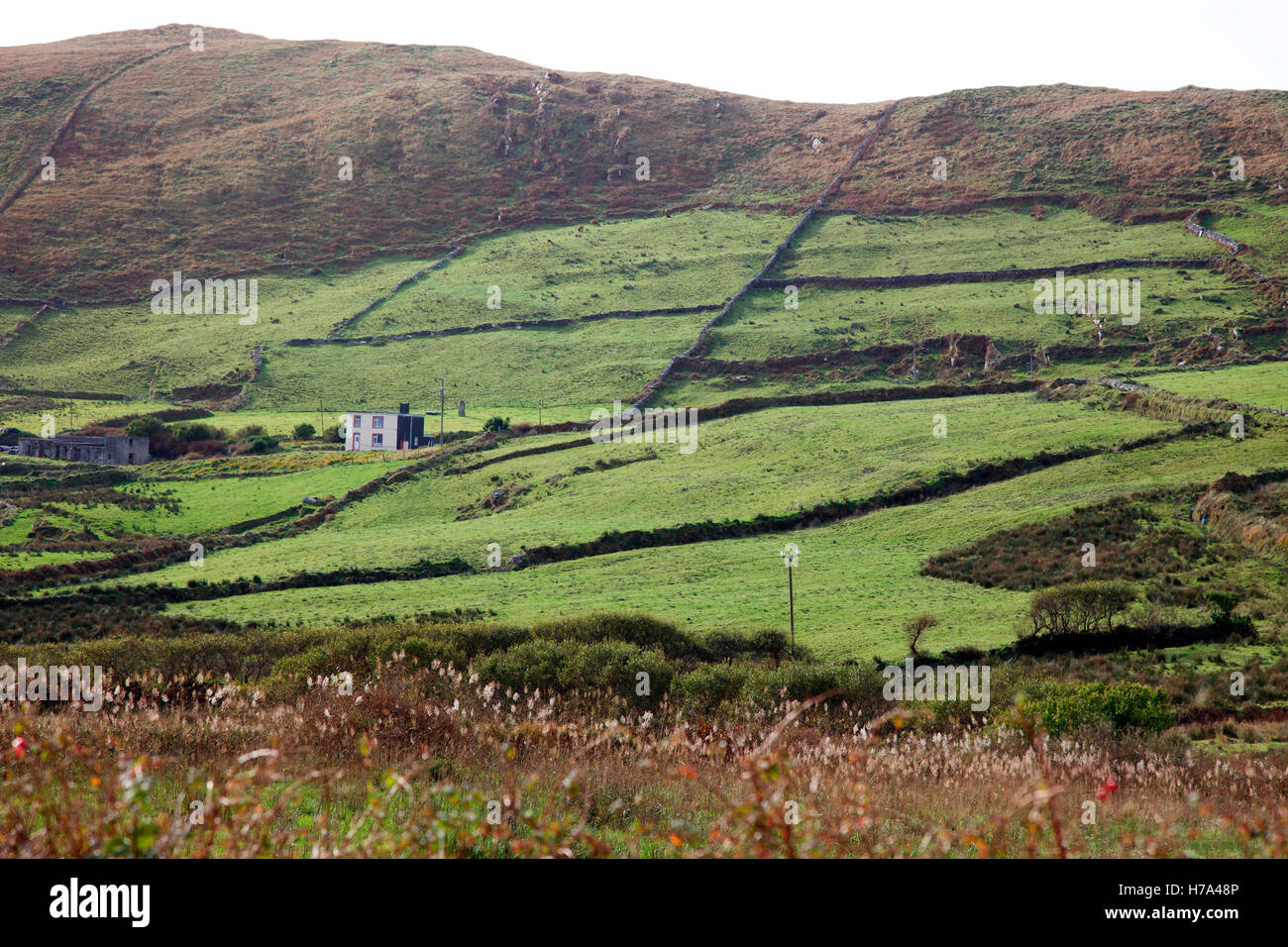 Agricoltura di montagna nella Contea di Kerry, Irlanda Foto Stock