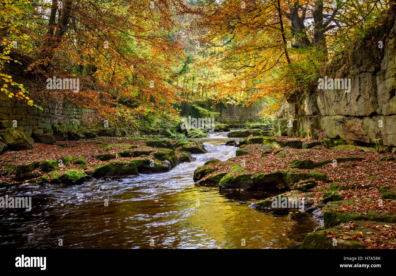 Fiume Derwent autunno ponte Shotley Contea di Durham Foto Stock