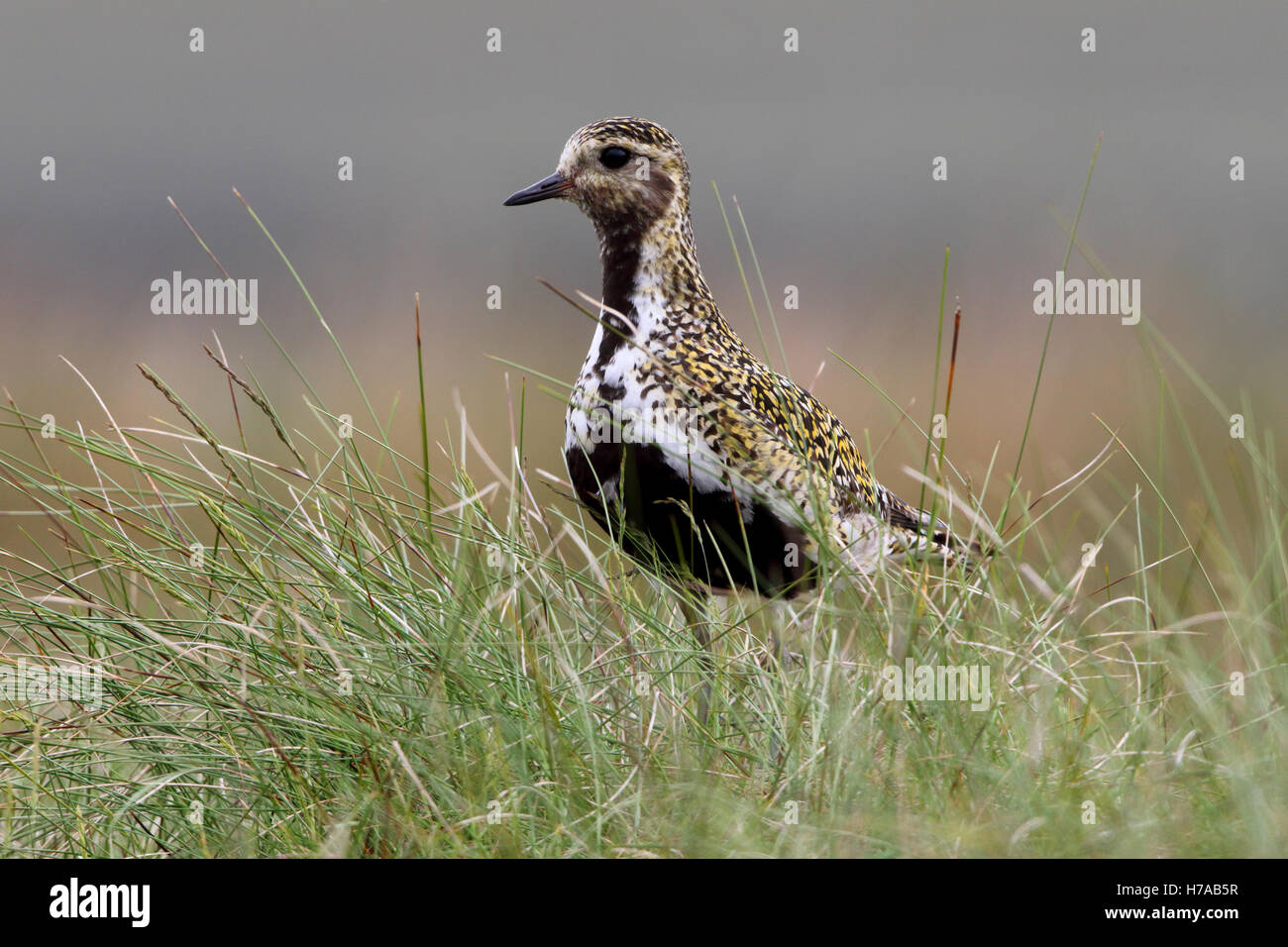 Golden Plover Pluvialis apricaria adulto nel piumaggio di allevamento su terreni accidentati moorland erba Foto Stock