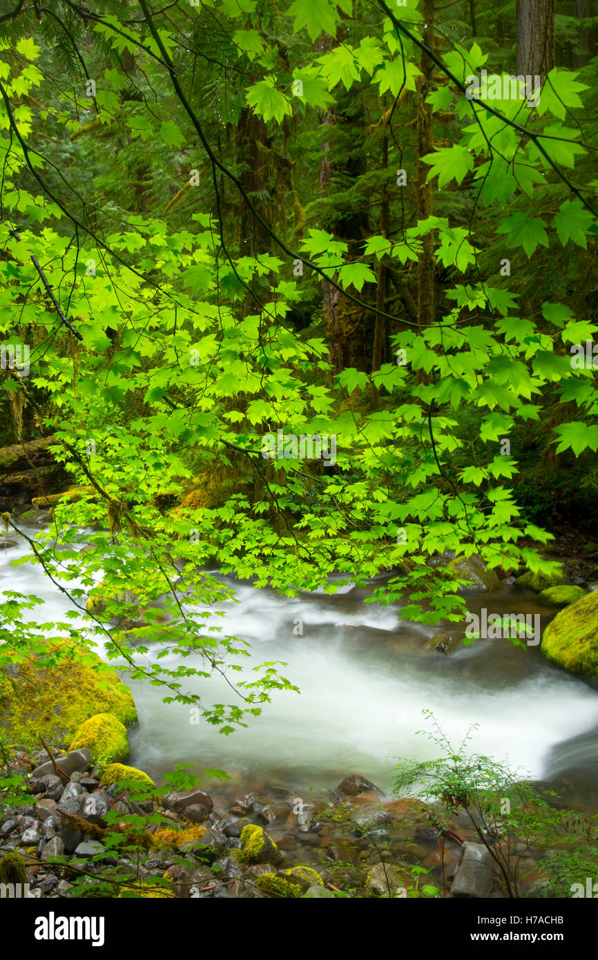 Parete lungo il torrente Warm Springs Trail, Willamette National Forest, Oregon Foto Stock