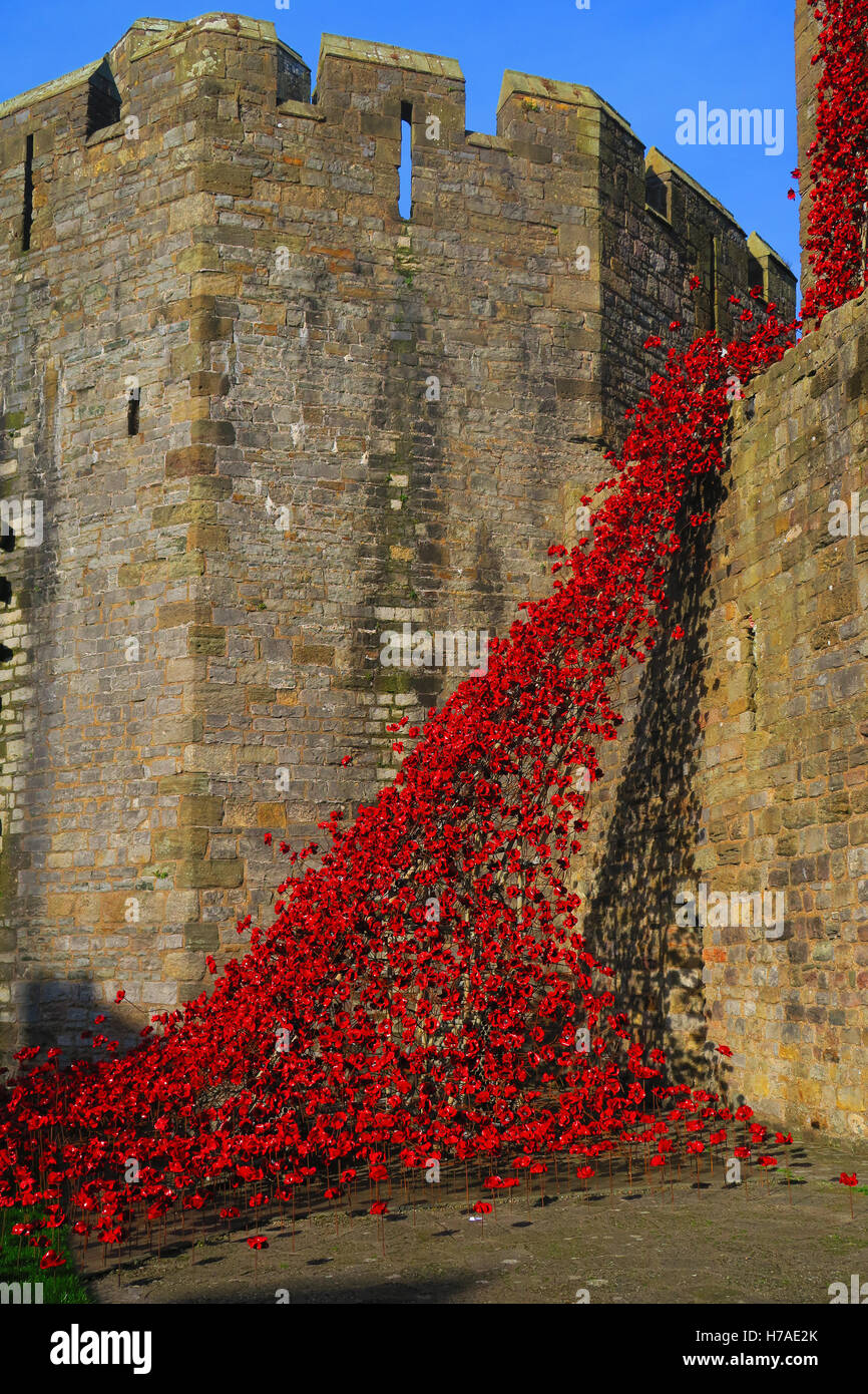 Finestra di pianto il papavero Memorial Caernarfon Castle Foto Stock