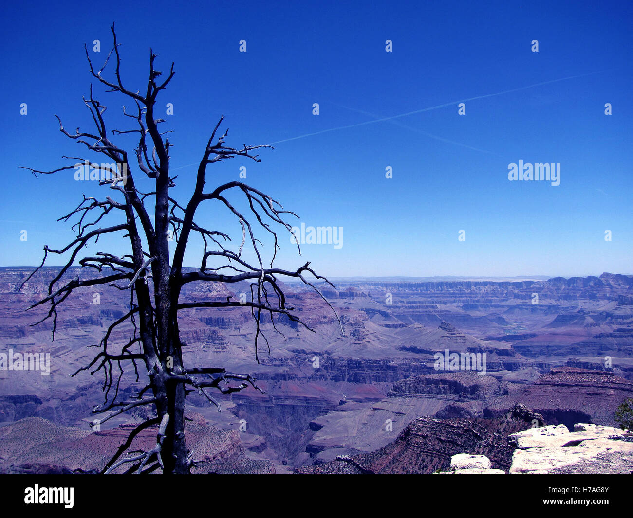 Albero morto ancora in piedi su grandview point, il parco nazionale del Grand Canyon. aerei hanno fatto una croce al cielo blu chiaro. Foto Stock