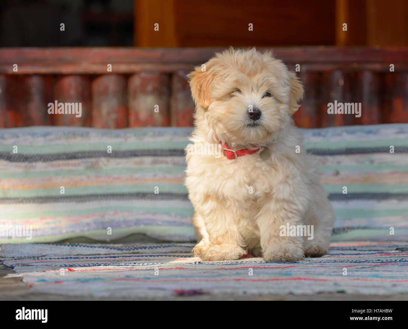 Il rumeno pastore cucciolo di fronte a casa Foto Stock