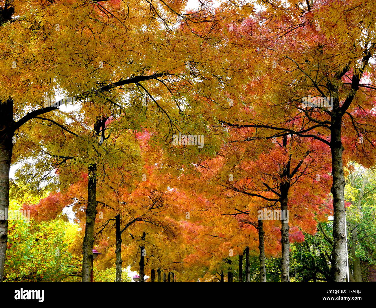 Strada costeggiata con colorati alberi con foglie di autunno in rosso,  giallo e arancione in Amsterdam, Olanda Foto stock - Alamy