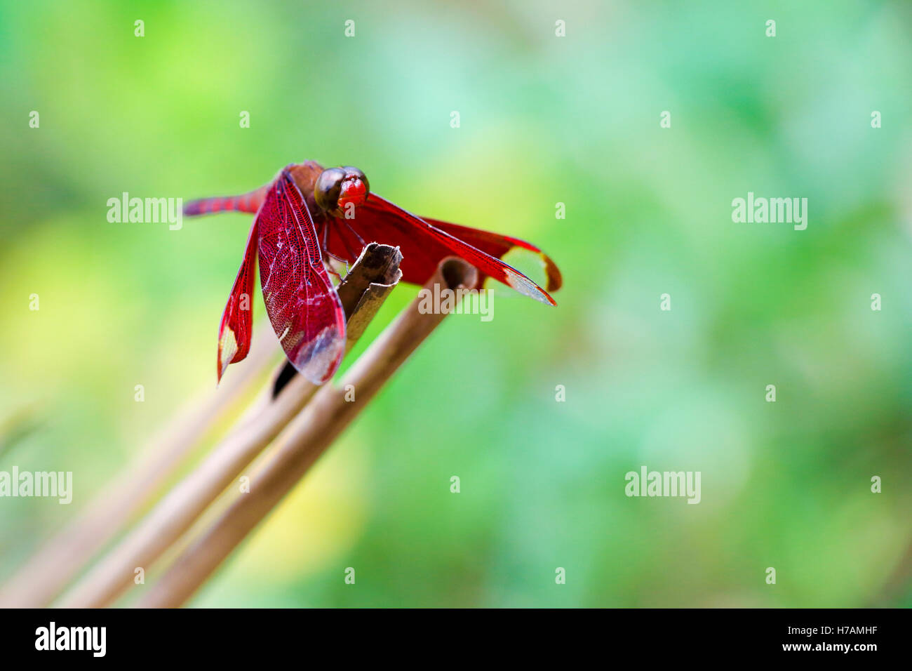 Red dragon fly su uno sfondo verde Foto Stock