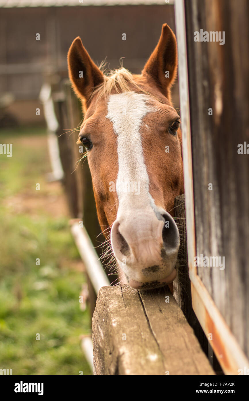 Una curiosa cavallo bellissimo guardare fuori dalla sua stabile al ranch in  Italia faccia rivolta alla ricerca e listenning Foto stock - Alamy