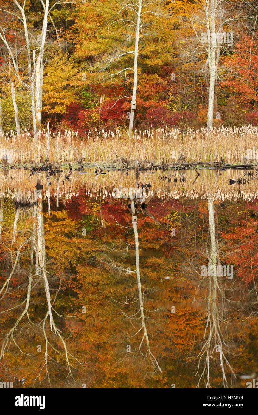 Le zone umide di riflessioni, Milton, Massachusetts Foto Stock
