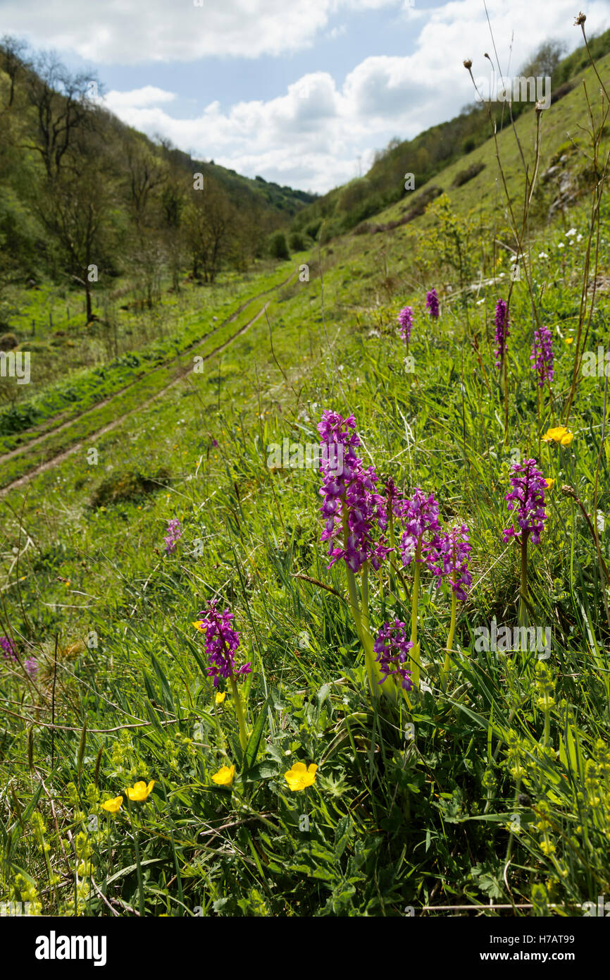 Inizio viola orchidee in Gratton Dale, Parco Nazionale di Peak District, Derbyshire Foto Stock