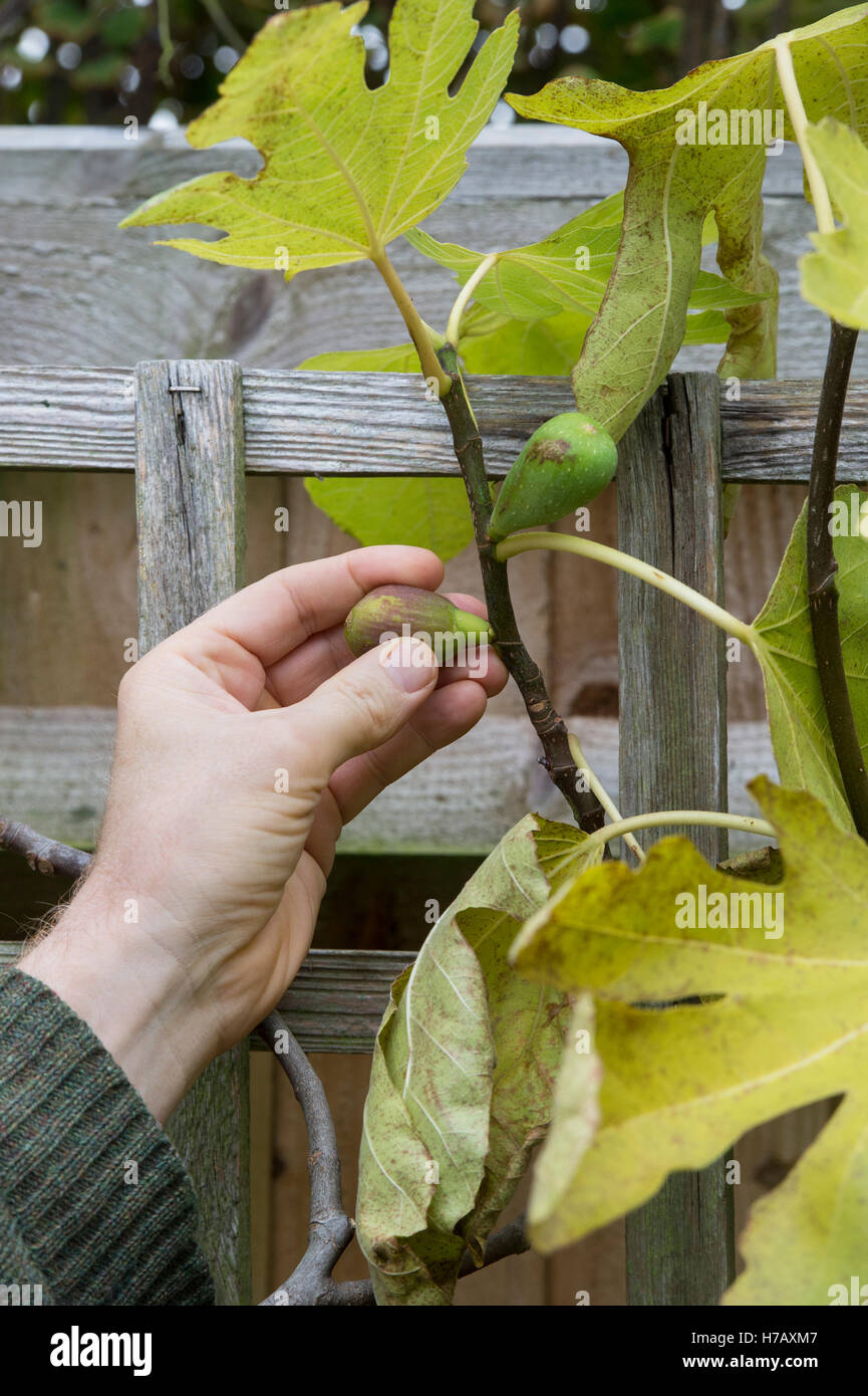 Giardiniere che rimuove i fichi immaturi sottosviluppati da un albero di fico in ottobre Foto Stock