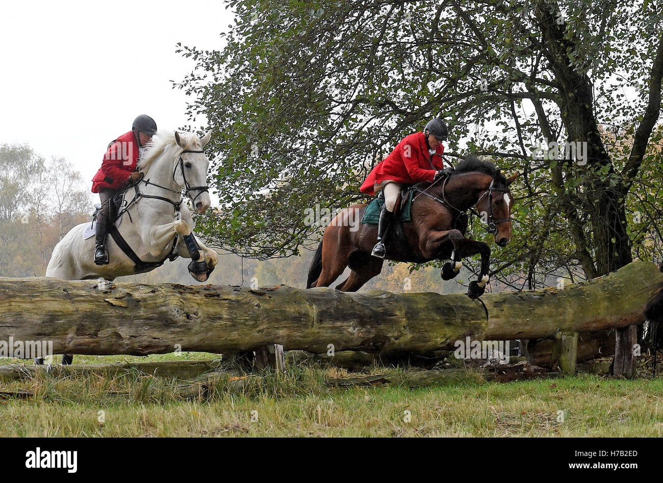 Insernhagen, Germania. 03 Nov, 2016. Piloti di saltare oltre gli ostacoli con i loro cavalli durante il tradizionale Hubertus Chase con il Isernhagen Equitazione e la guida Club in Insernhagen, Germania, 03 novembre 2016. 70 piloti coperte a 16km di corso con 26 ostacoli. Foto: HOLGER HOLLEMANN/dpa/Alamy Live News Foto Stock