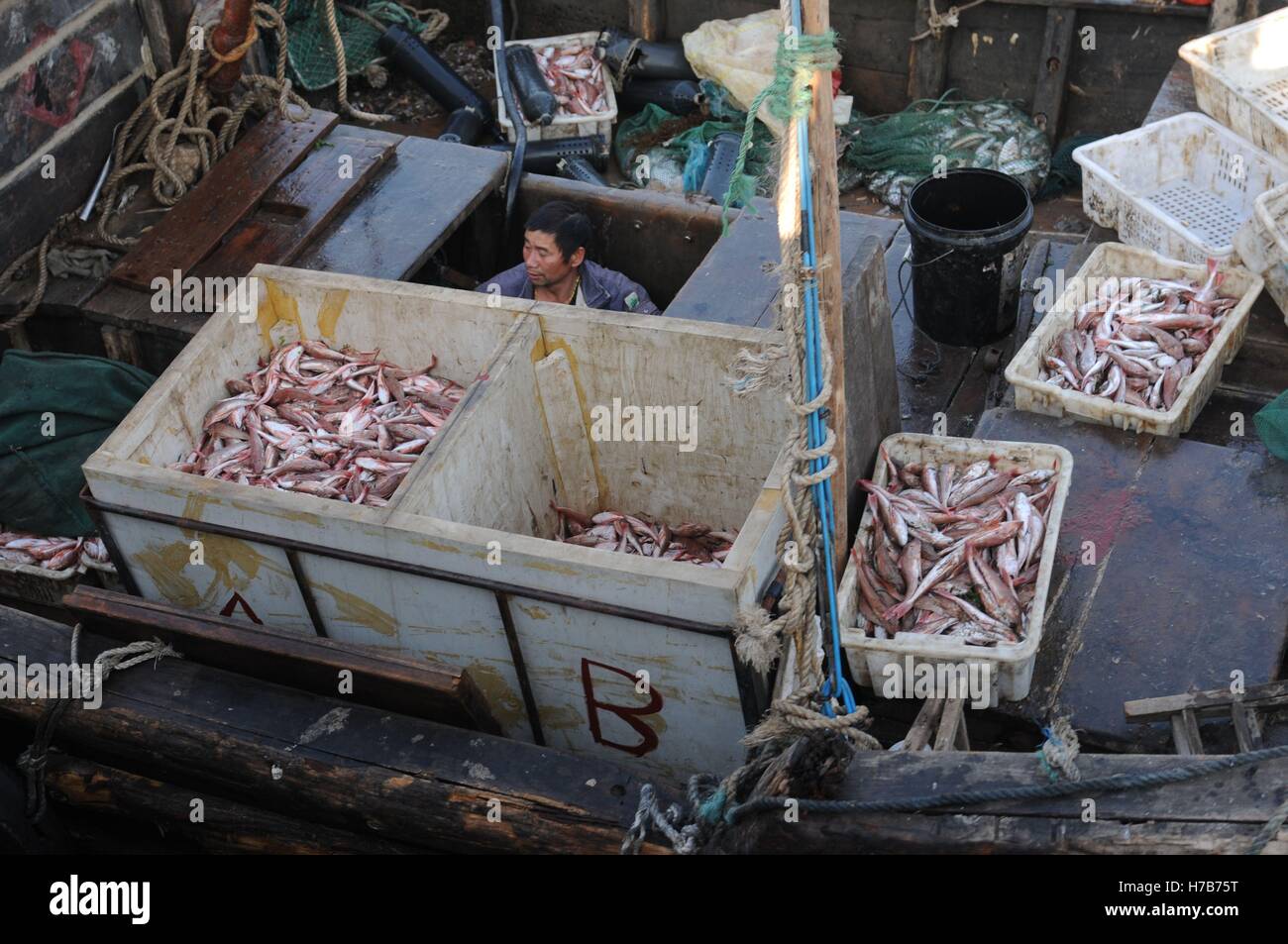 Qingdao, Qingdao, Cina. 3 Novembre, 2016. Qingdao, CINA-novembre 3 2016: (solo uso editoriale. Cina OUT).Il mercato di pesce a Qingdao, Cina orientale della provincia di Shandong, Novembre 3rd, 2016. Piatti a base di frutti di mare freschi è palancole in Qingdao durante il picco di stagione di pesca. Il pesce è venduto al mercato interno e sui mercati esteri, conquistando una grande popolarità. Inoltre alcuni dei piatti a base di frutti di mare freschi saranno trasformati in prodotti a base di pesce a stabilimenti di trasformazione nelle vicinanze. © SIPA Asia/ZUMA filo/Alamy Live News Foto Stock