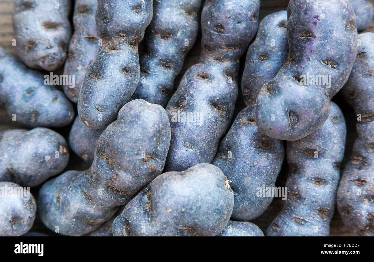 Vitelotte, chiamato anche Vitelotte noire, Négresse o truffe de Chine, è un gourmet francese varietà di blu-viola di patate. Foto Stock