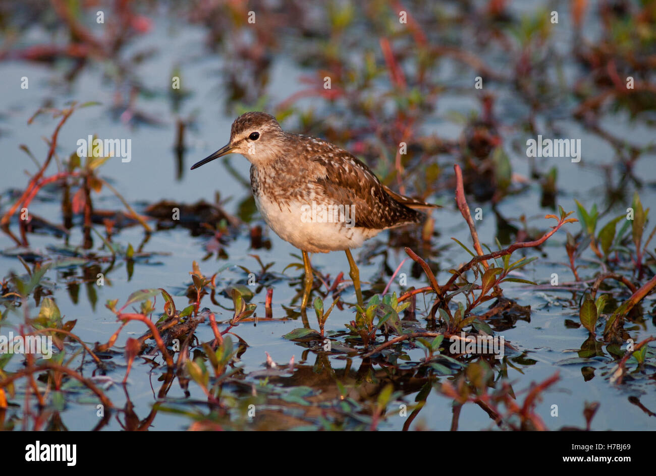 Sandpiper, legno Foto Stock