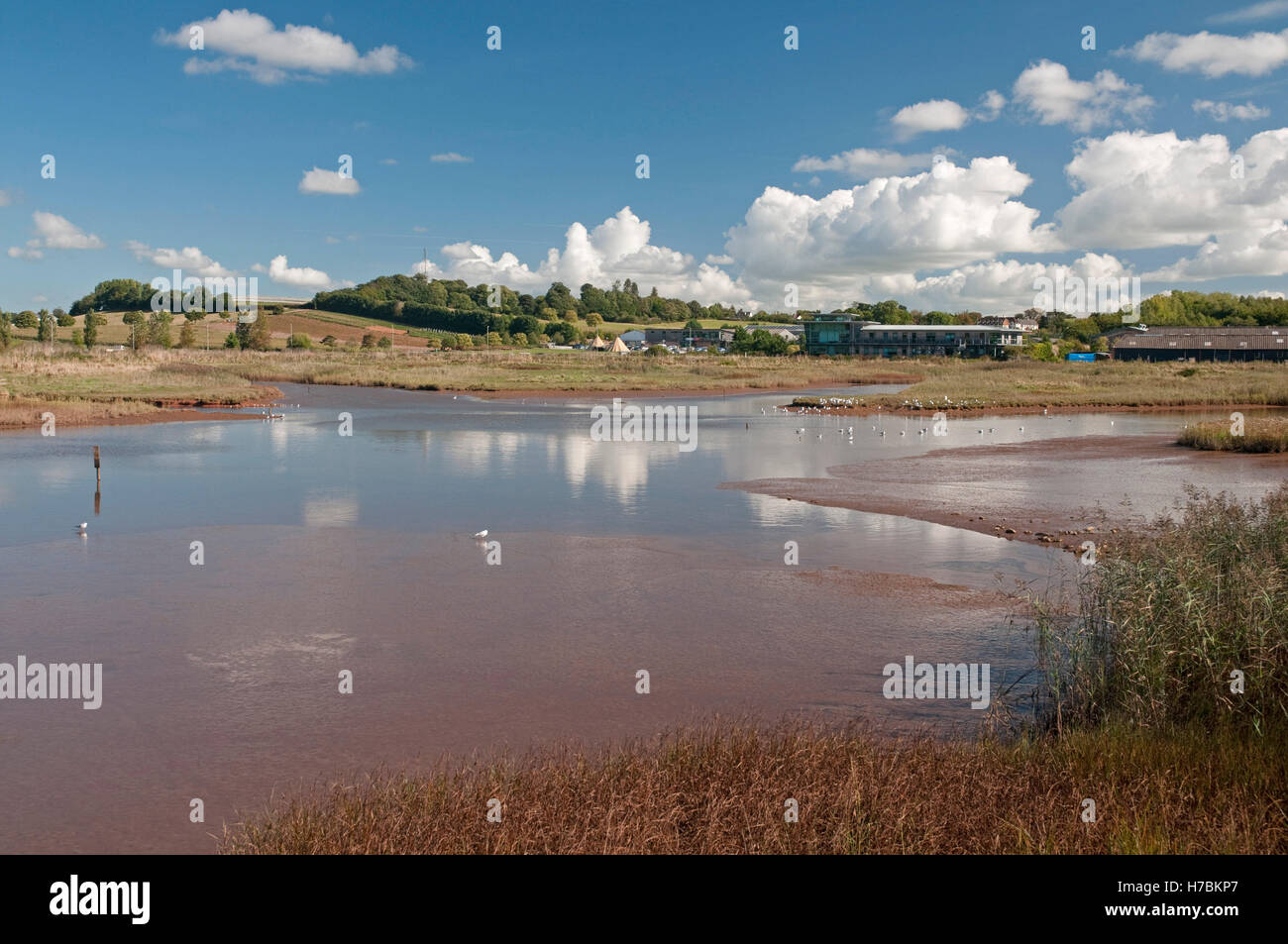 Terreni paludosi vicino a Topsham, Devon, adiacente al Clyst Bridge e freccette Farm, noto come Goosemoor Foto Stock