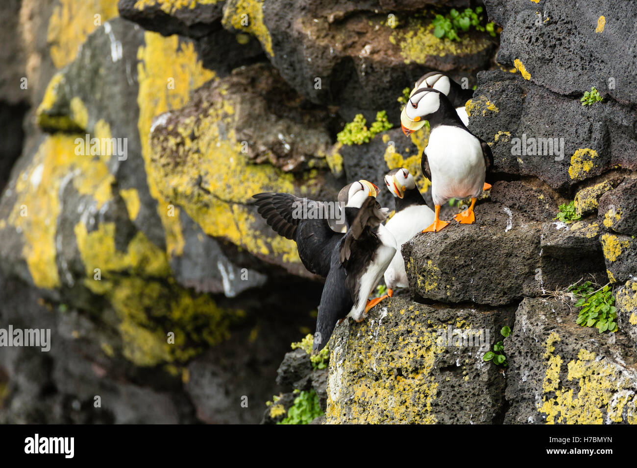I puffini cornuta (Fratecula corniculata) sulla folla per le scogliere sulla isola di San Paolo nel sud-ovest di Alaska. Foto Stock