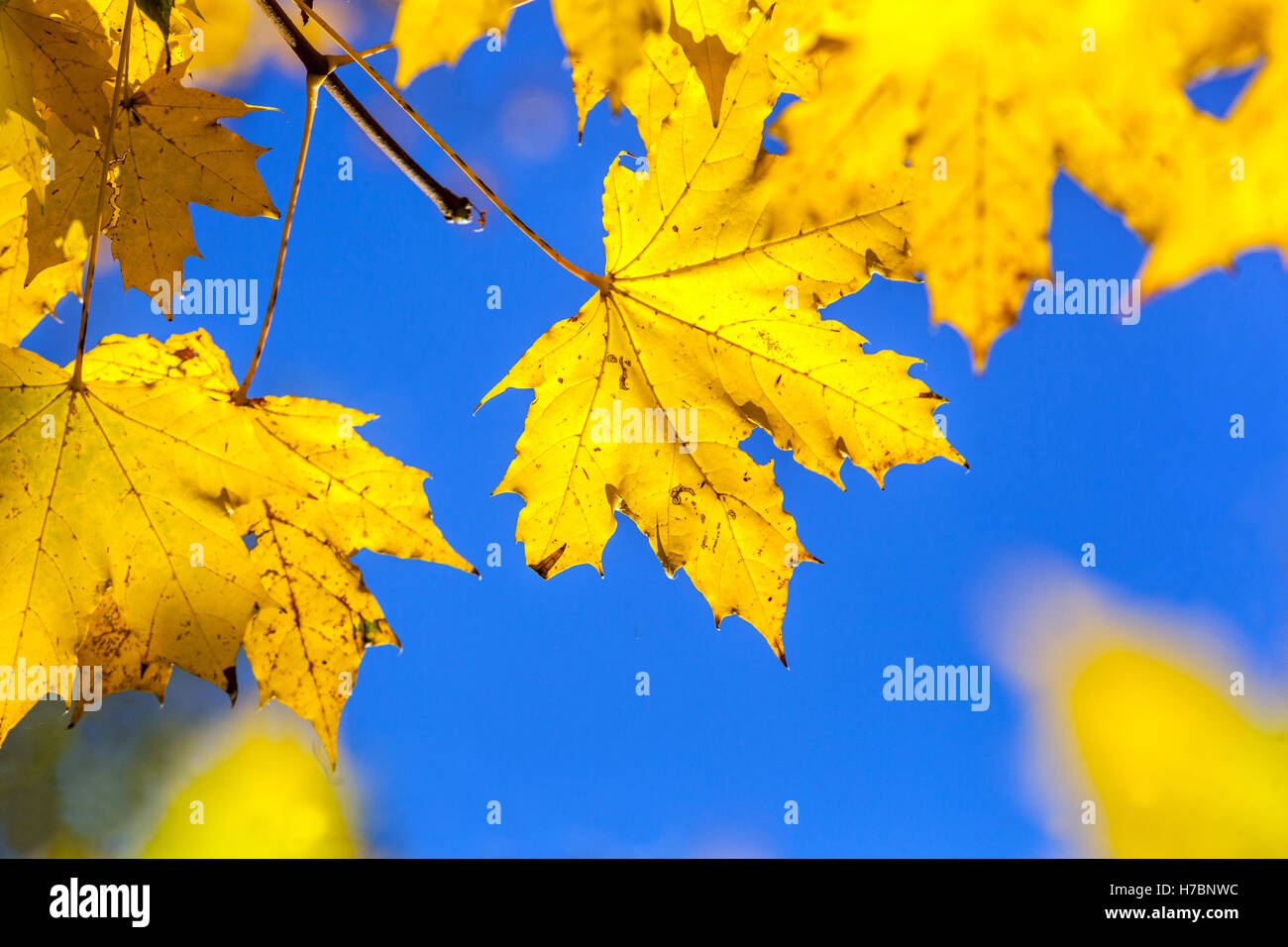 Acer platanoides, foglie d'acero giallo autunno foglie d'acero Foto Stock