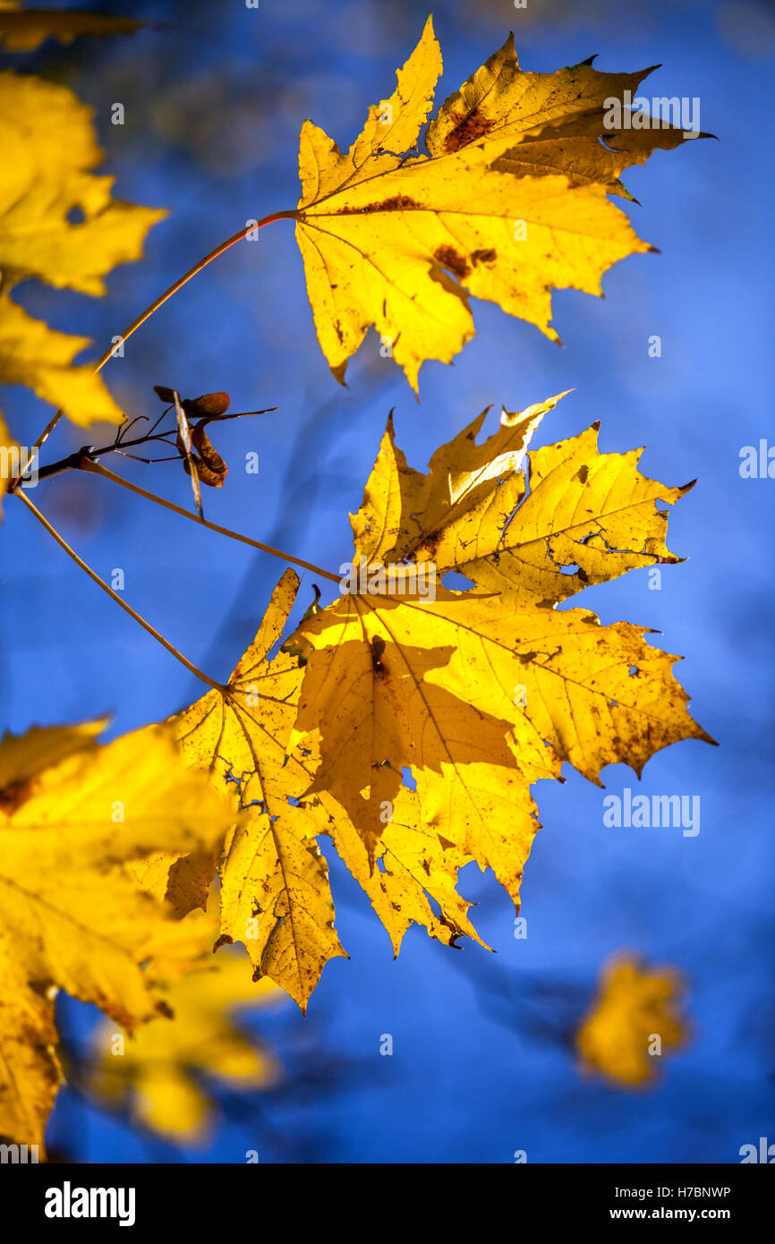 Giallo Norvegia foglie di acero in autunno foglie di luce solare Foto Stock
