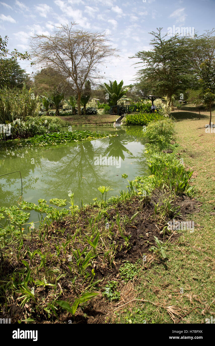 Varietà di piante acquatiche in zona umida costruito di trattamento di acque reflue Oserian flower farm Lake Naivasha Kenya Foto Stock