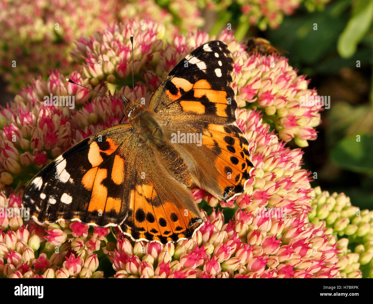 Grandi appena emerso dipinto lady butterfly (Vanessa cardui) con ali aperte alimentando il nettare di Stonecrop Sedum spectabile Foto Stock
