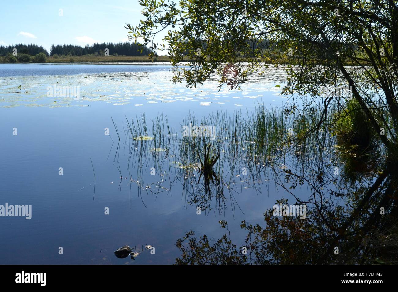 Lakeside nel Galles occidentale con albero a sbalzo,canne e ninfee in acqua ancora Foto Stock