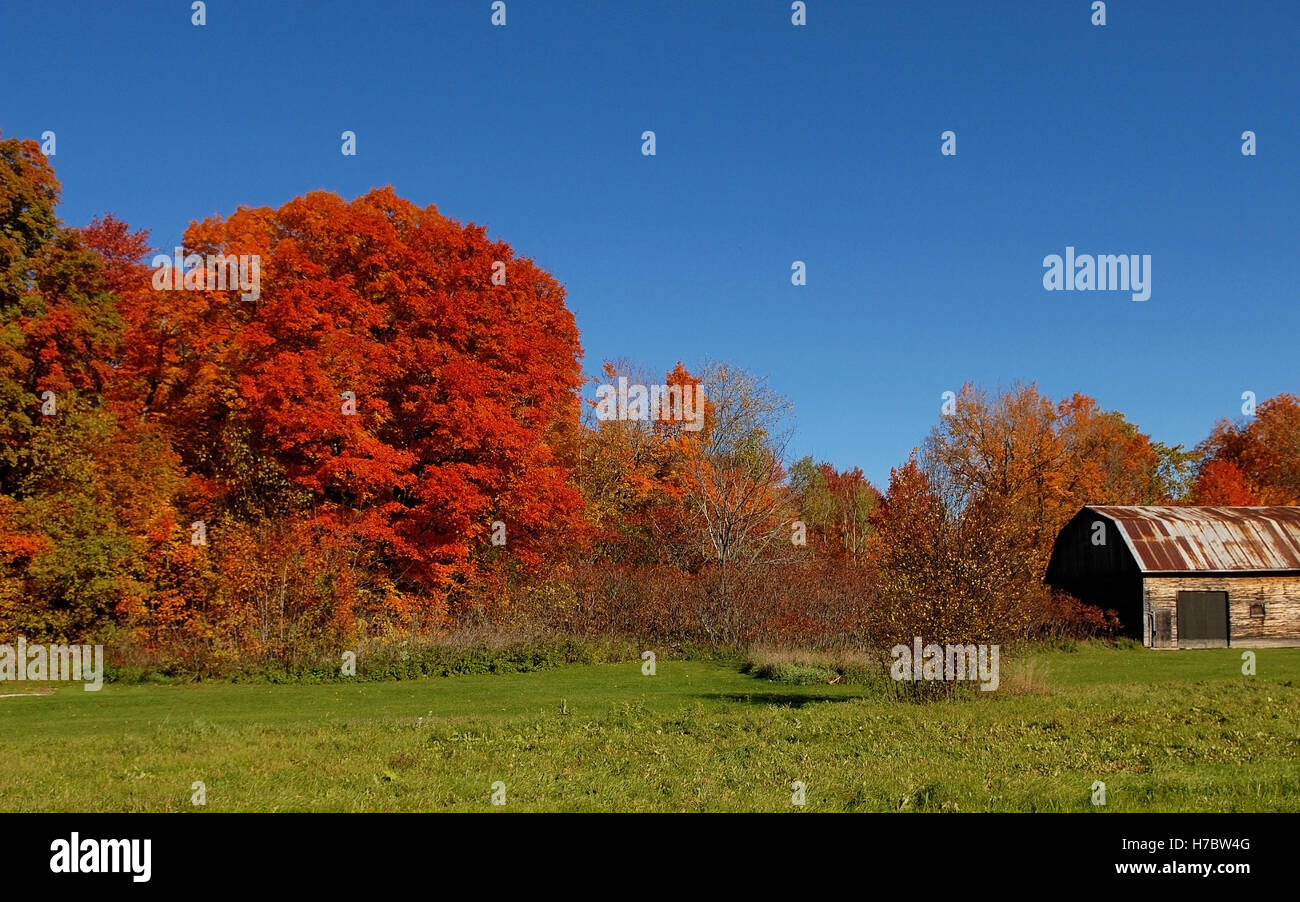 Bellissimi alberi colorati in autunno per il luminoso cielo blu nel paese sito di Ontario, Canada. Foto Stock