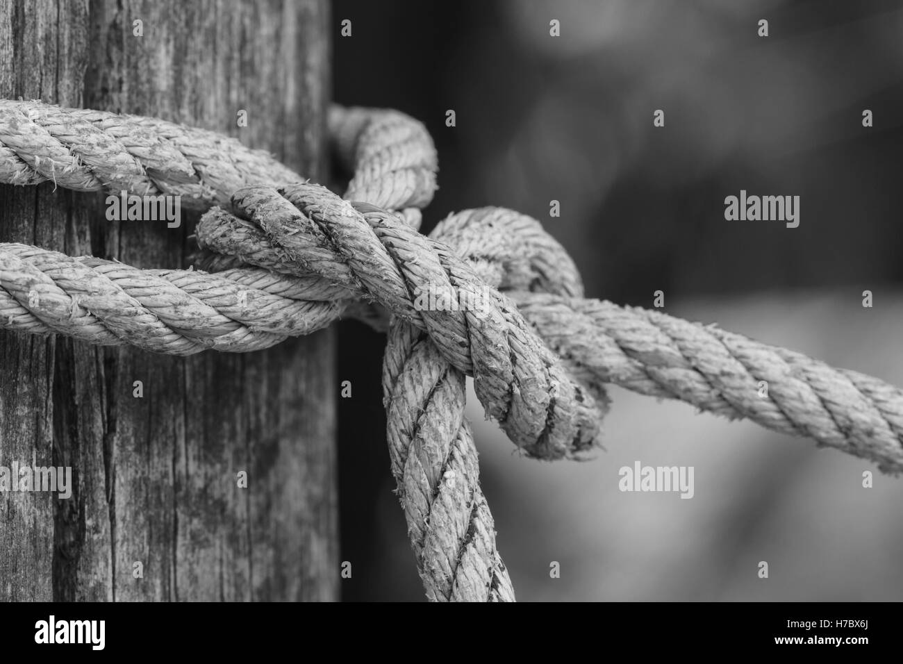 Primo piano il nodo della corda spessa legato attorno un paletto di legno nero e il tono di colore bianco Foto Stock