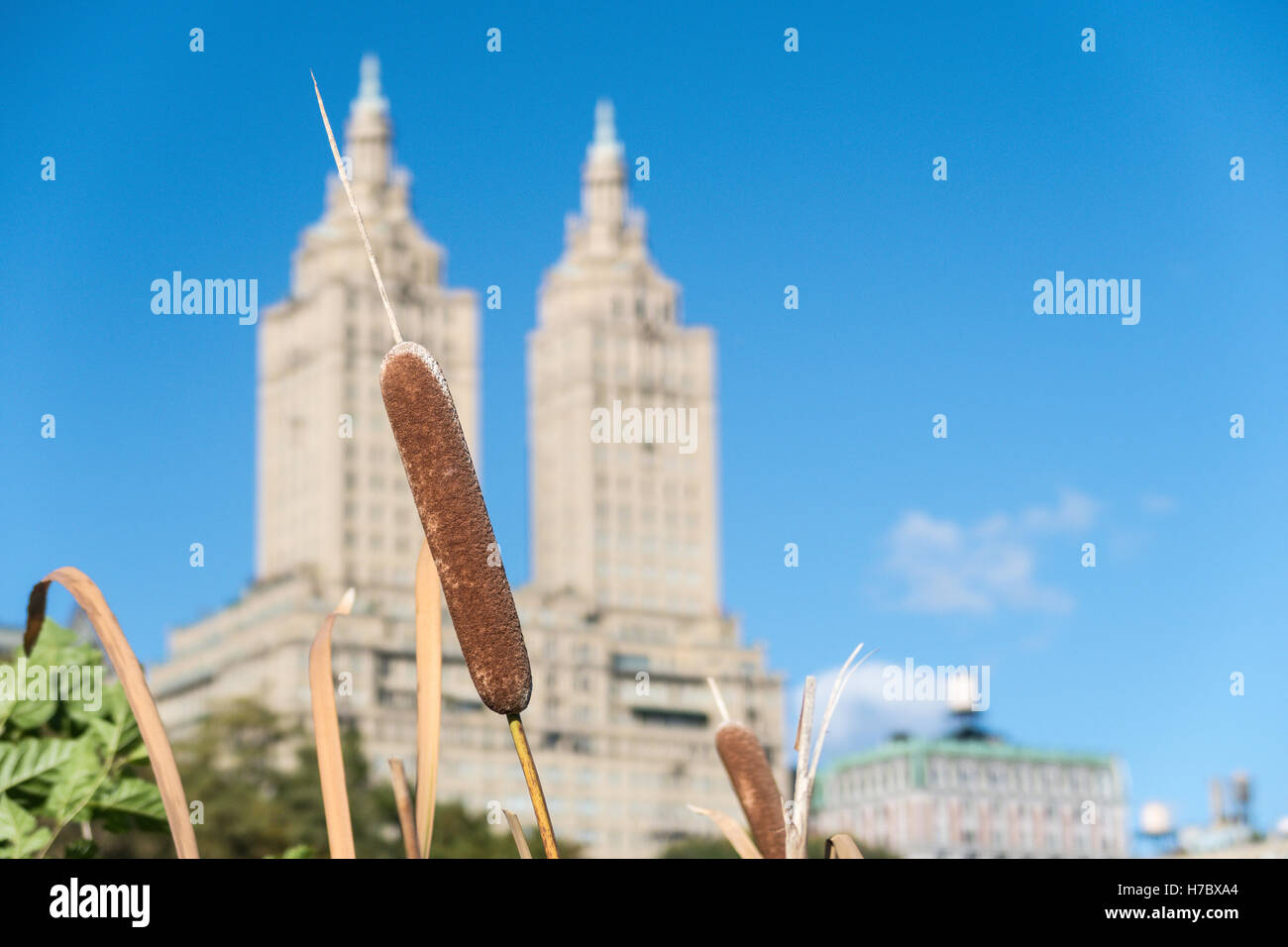 Cattails nel parco centrale con San Remo in background, NYC Foto Stock